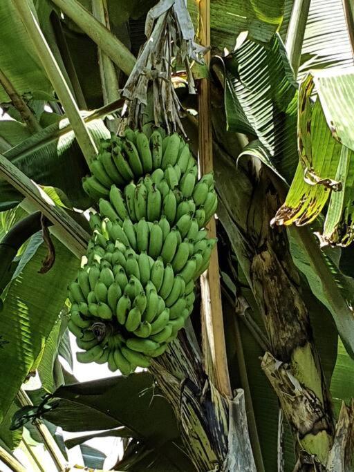 Raiatea, Opoa, Studio Du Fare Reve, Acces Mer Privatif المظهر الخارجي الصورة